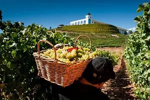 Casablanca Valley - Visit 4 Wineries Lunch Stop Tanino Restaurant